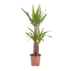 Yucca In 19cm Terracotta Plastic Grow Pot