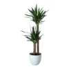 Yucca In 24cm Assorted Ceramic Decorative Pot