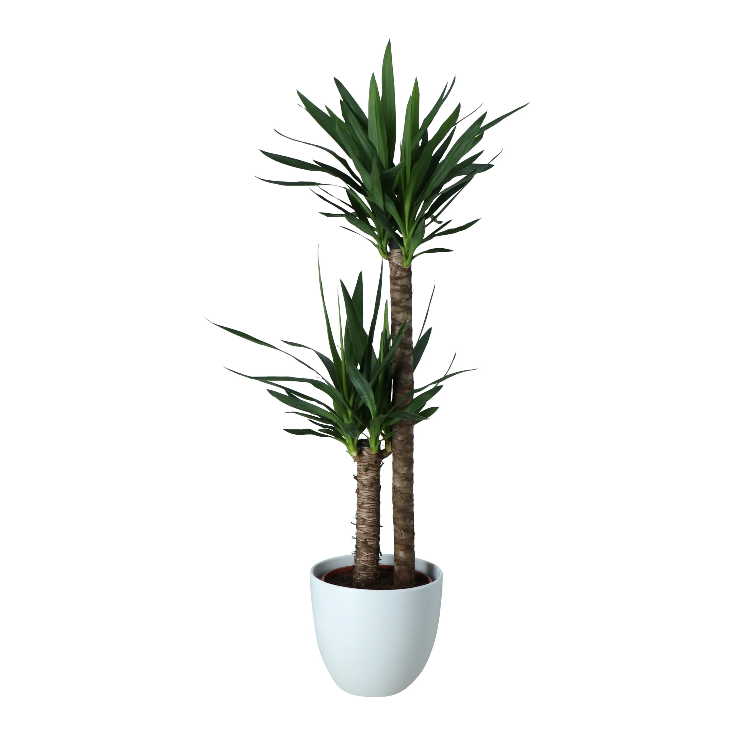 Yucca In 24cm Assorted Ceramic Decorative Pot 1 Yucca In 24cm Assorted Ceramic Decorative Pot