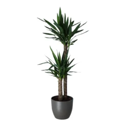 Yucca In 24cm Assorted Ceramic Decorative Pot 5 Yucca In 24cm Assorted Ceramic Decorative Pot -Garden Outdoor Store yucca in 24cm assorted ceramic decorative pot5059340832647 22c scaled